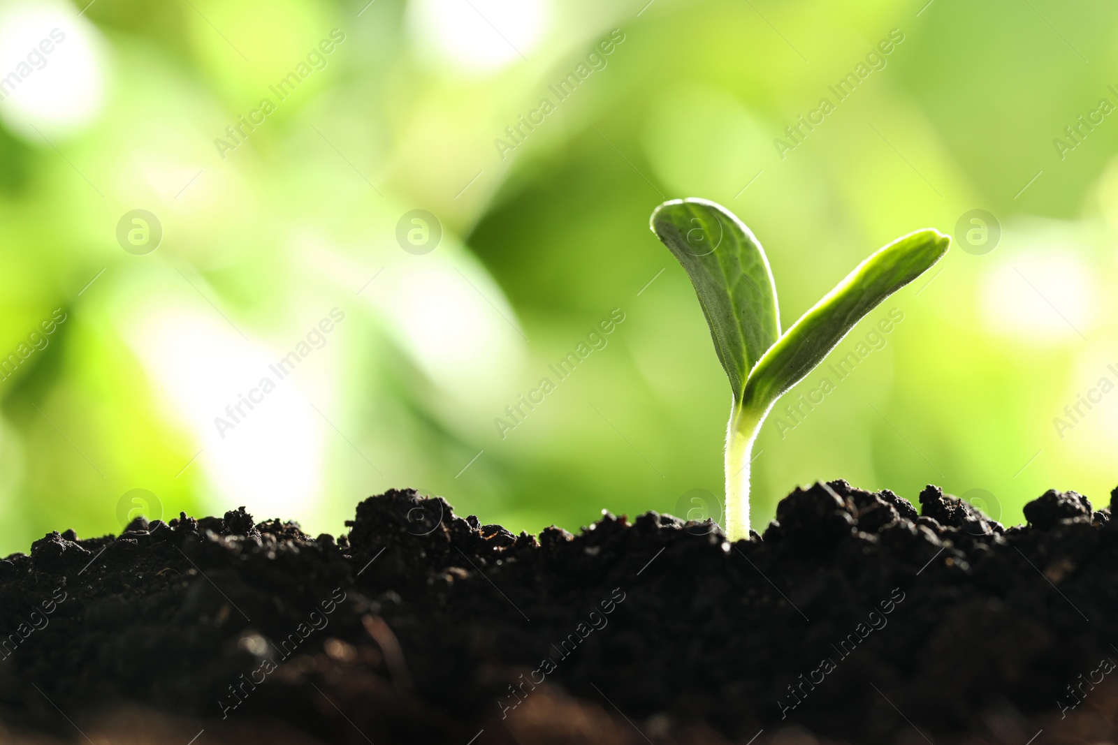 Photo of Young vegetable seedling growing in soil outdoors, space for text