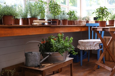 Different potted home plants and gardening tools in shop