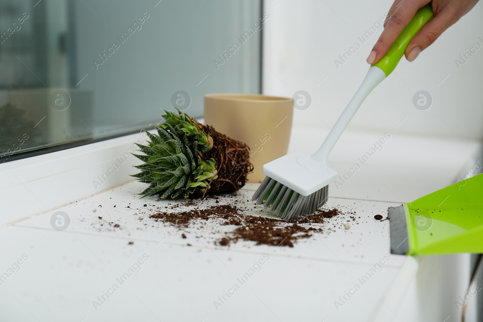 Photo of Woman sweeping away scattered soil from window sill with brush, closeup