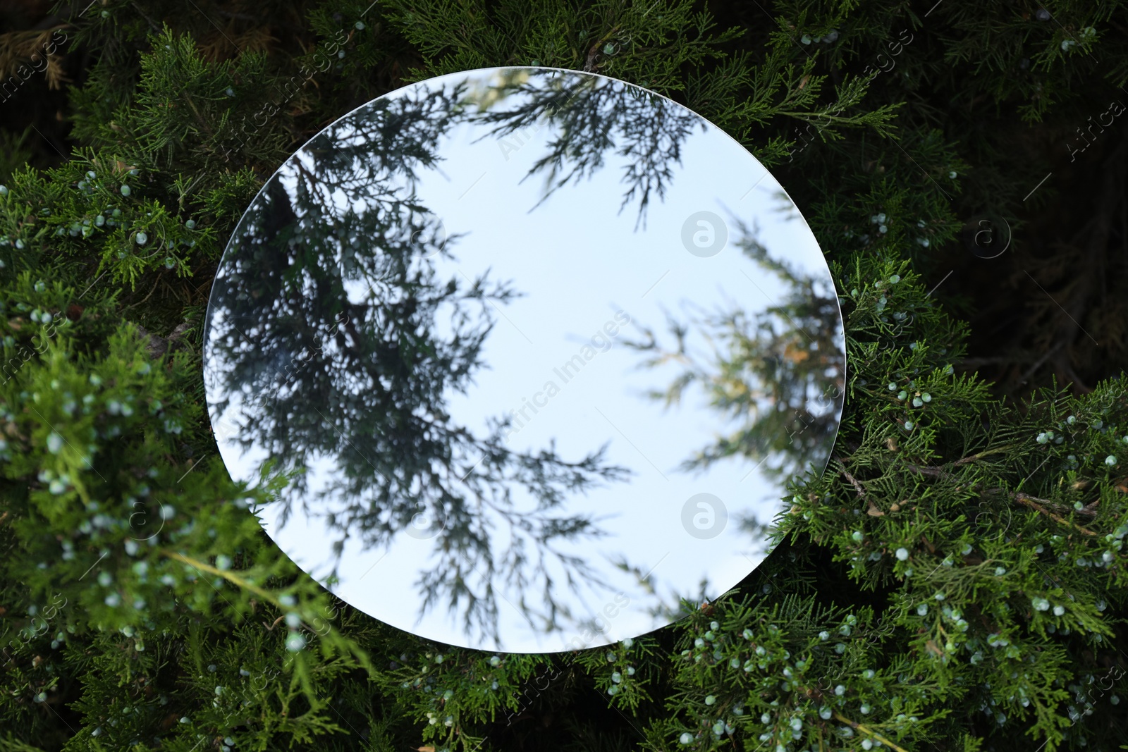 Photo of Round mirror on juniper shrub reflecting sky and branches