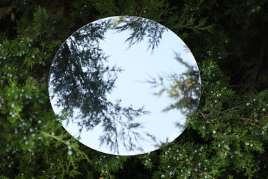 Round mirror on juniper shrub reflecting sky and branches