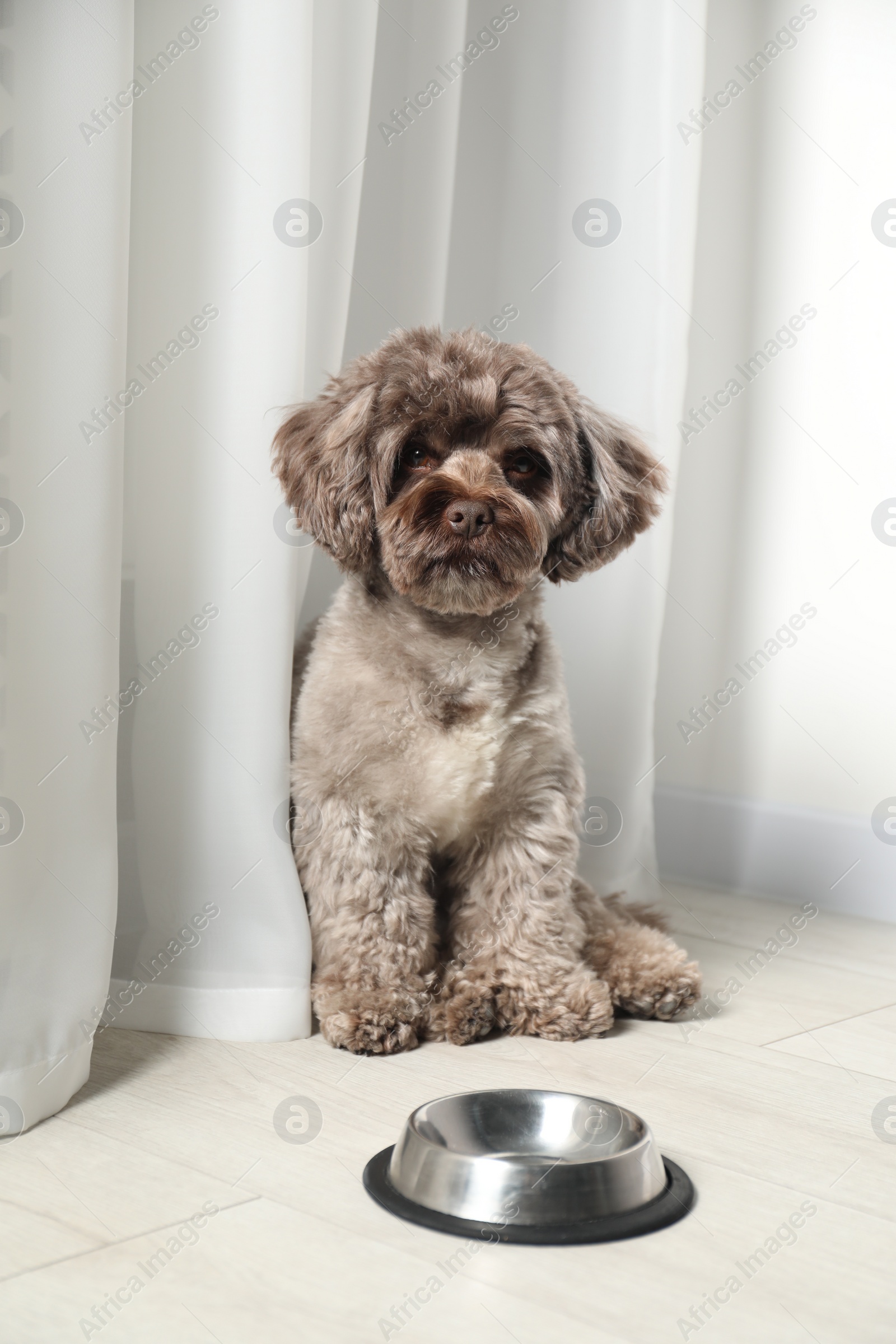 Photo of Cute Maltipoo dog near feeding bowl indoors. Lovely pet