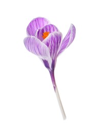 Beautiful fresh crocus flower isolated on white