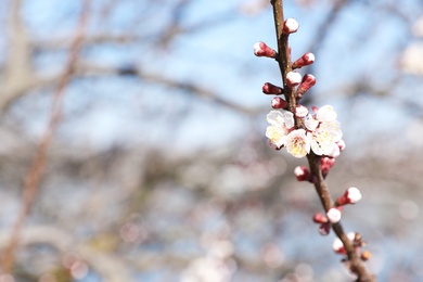 Photo of Beautiful apricot tree branch with tender flowers outdoors, space for text. Awesome spring blossom