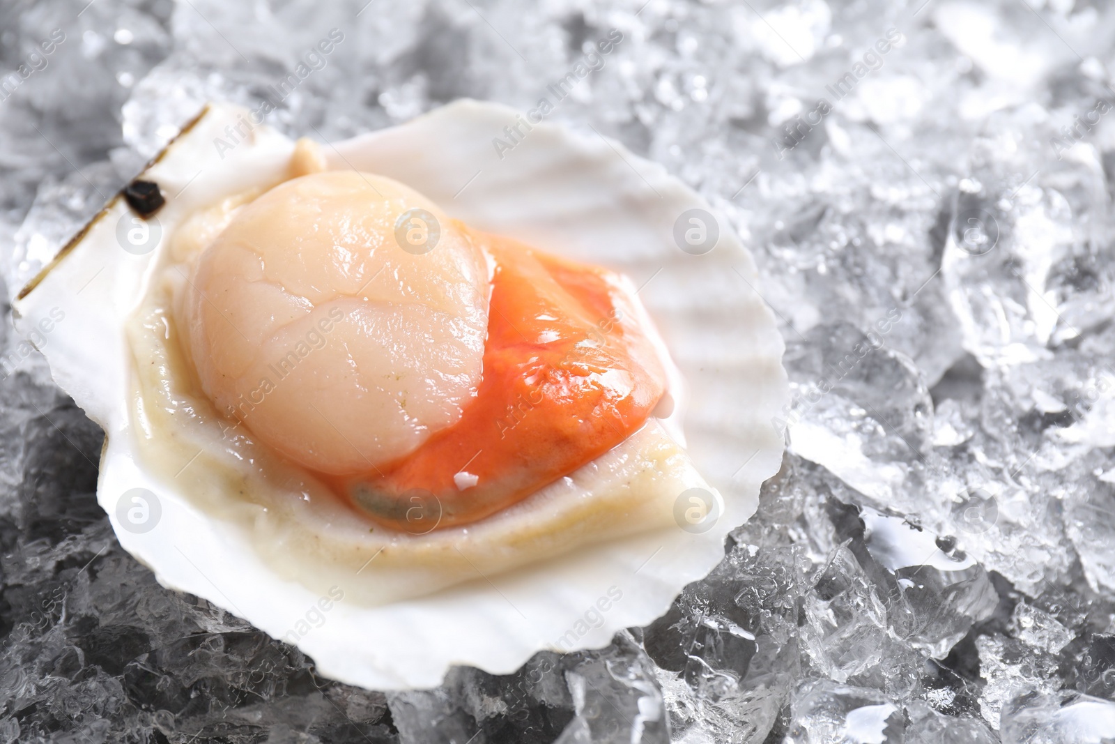 Photo of Fresh raw scallop in shell on ice cubes, closeup