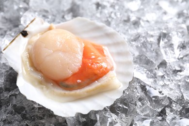 Fresh raw scallop in shell on ice cubes, closeup