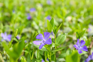 Beautiful spring flowers on spring day