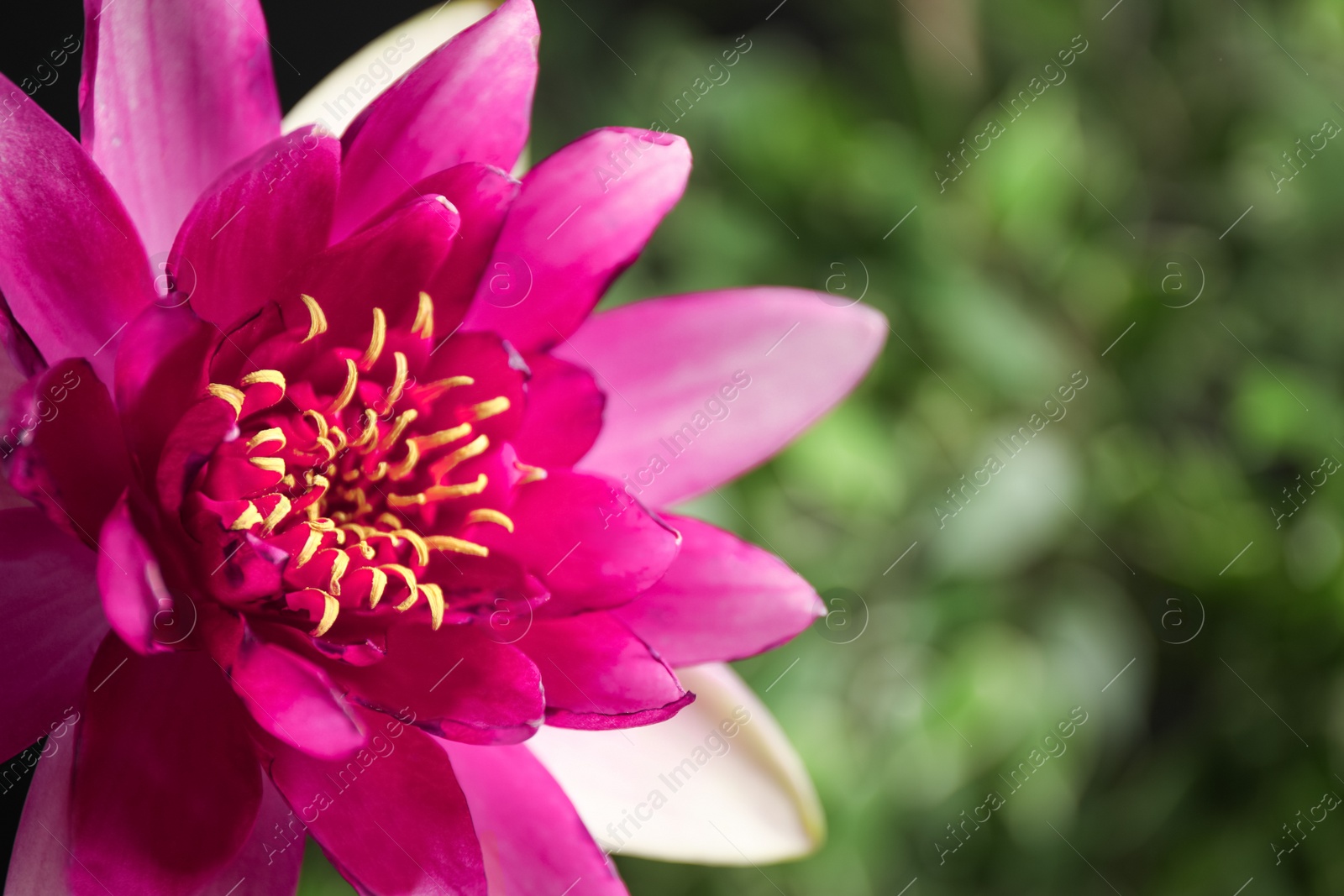 Photo of Beautiful pink lotus flower on blurred green background, closeup. Space for text