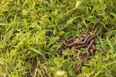 Photo of Many earthworms on green grass, closeup. Space for text