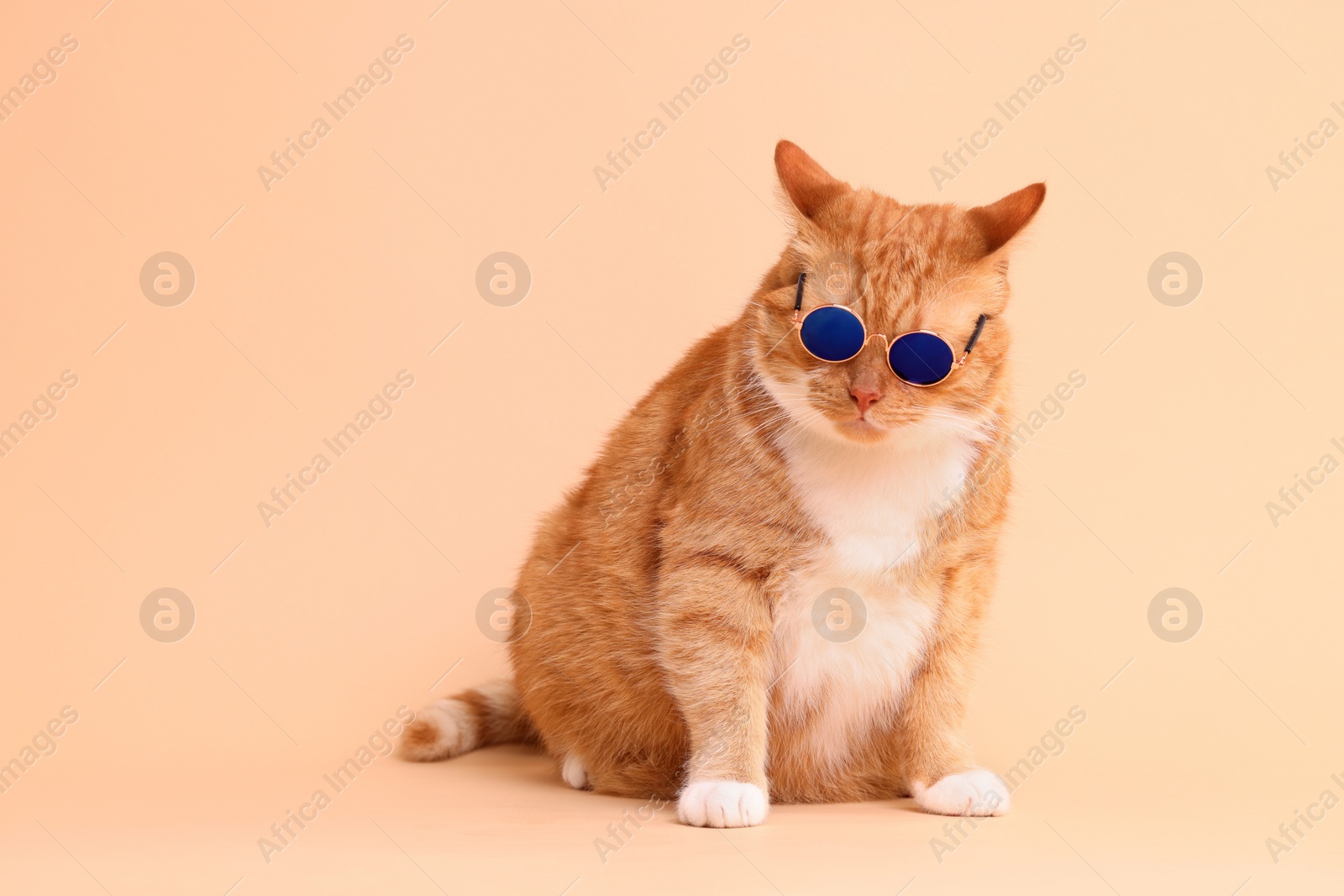 Photo of Cute ginger cat in stylish sunglasses on beige background. Space for text