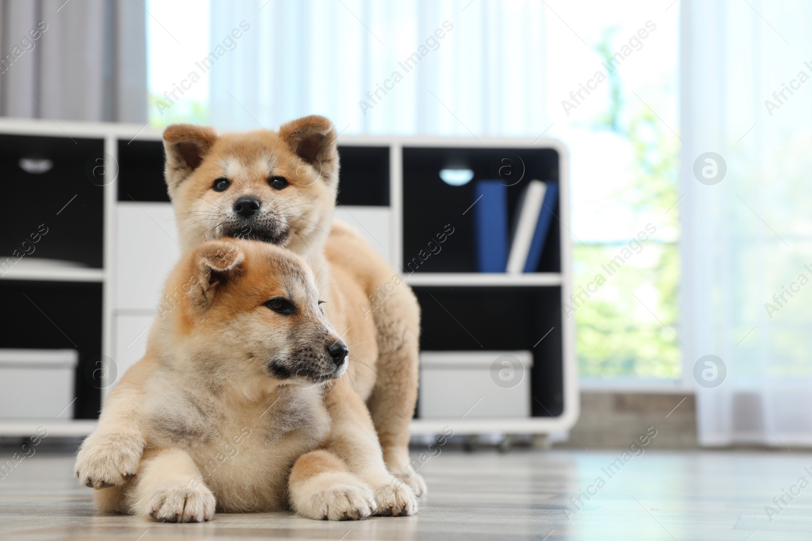 Photo of Adorable Akita Inu puppies on floor at home, space for text