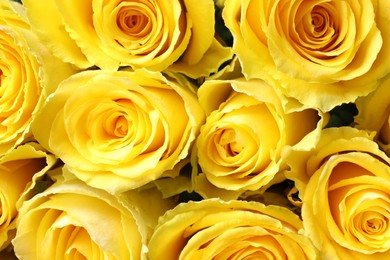 Beautiful bouquet of yellow roses as background, top view