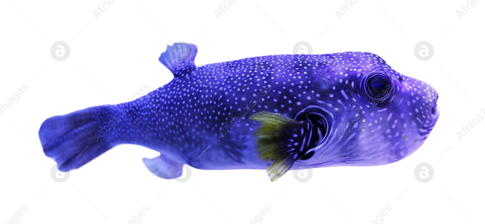 Image of Beautiful bright tropical pufferfish on white background