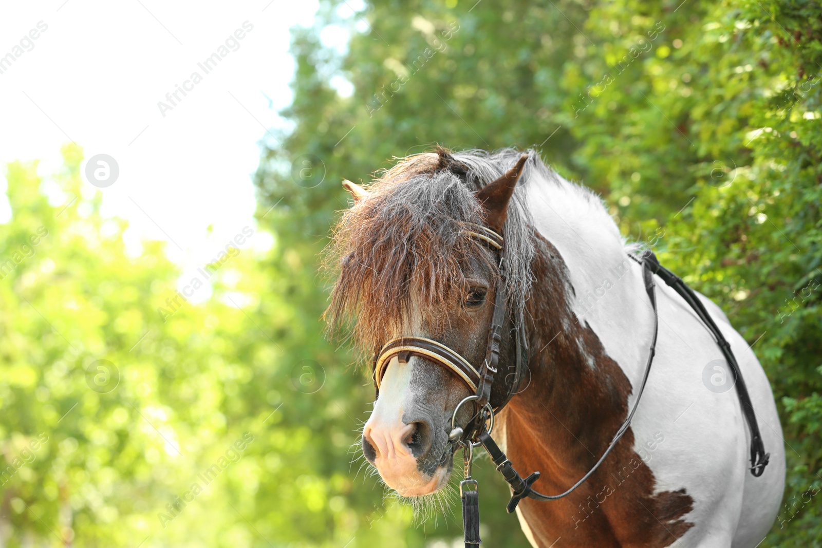 Photo of Cute pony with bridle in green park on sunny day