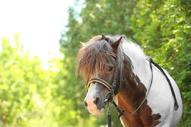 Photo of Cute pony with bridle in green park on sunny day