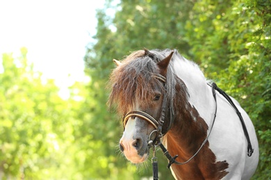 Cute pony with bridle in green park on sunny day