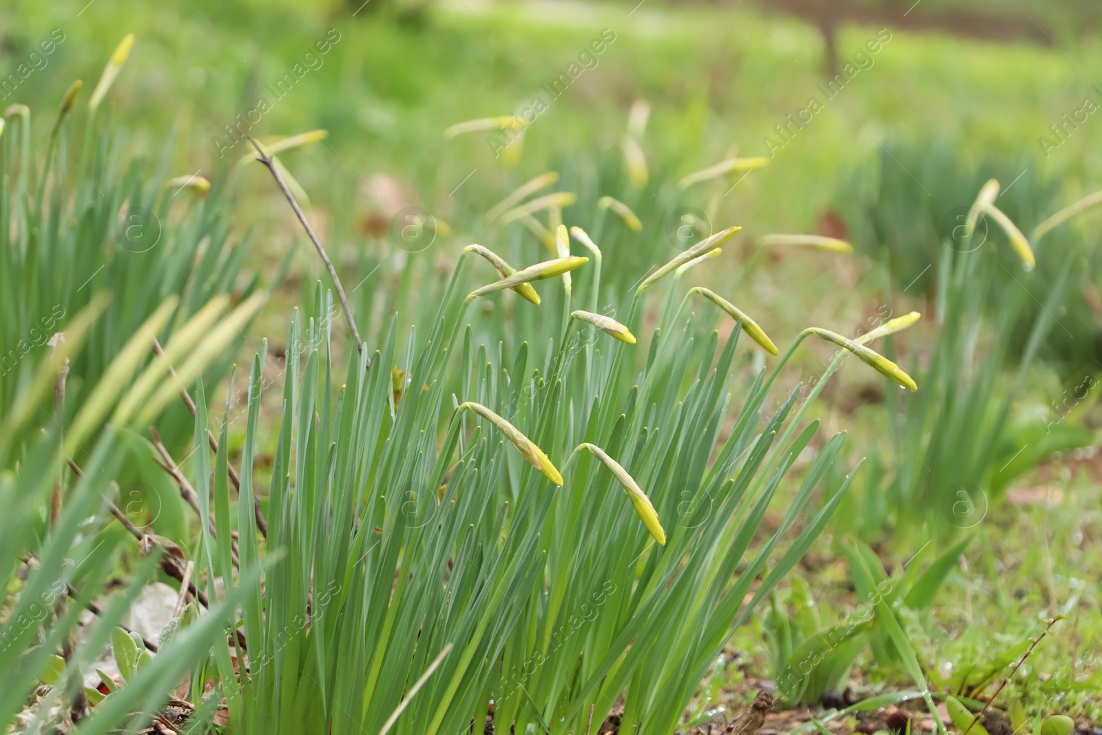 Photo of Beautiful unopened daffodils outdoors on spring day