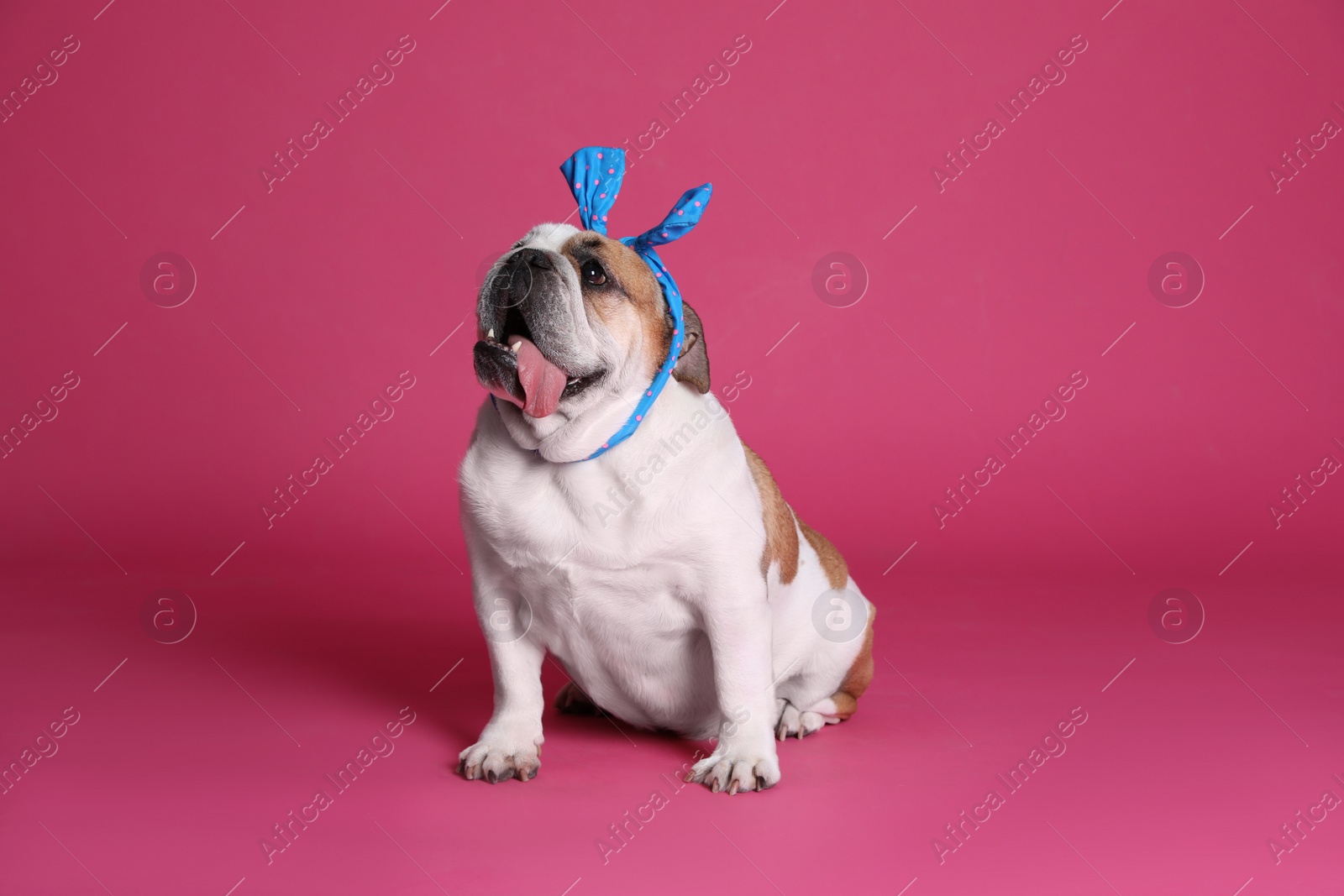 Photo of Adorable funny English bulldog with bow on pink background