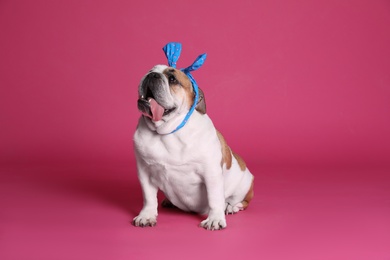 Photo of Adorable funny English bulldog with bow on pink background