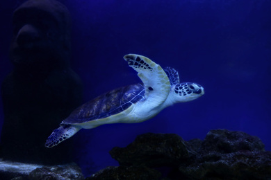 Photo of Beautiful turtle swimming in clear aquarium water