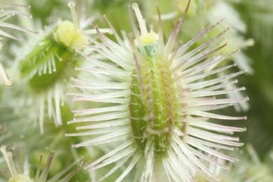 Photo of Macro photo of Astrodaucus plant on blurred background