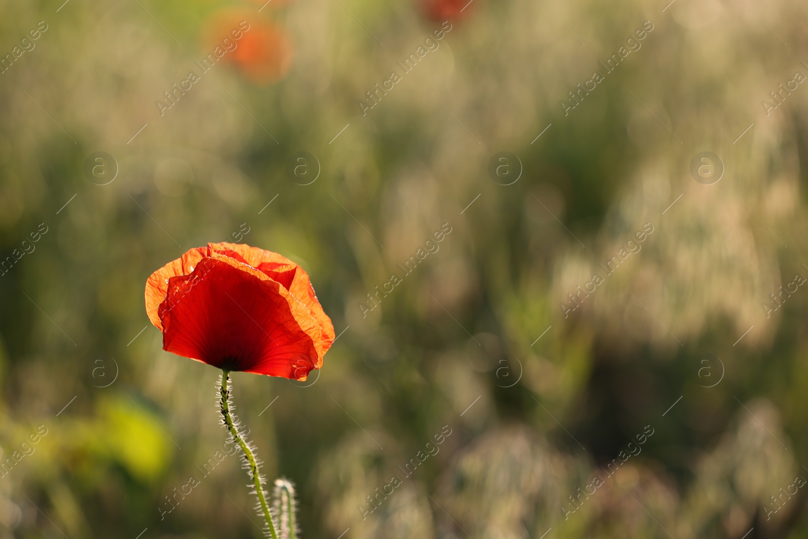 Photo of Beautiful blooming red poppy flower in field on sunny day. Space for text