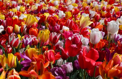 Photo of Many different beautiful tulip flowers outdoors, closeup. Spring season