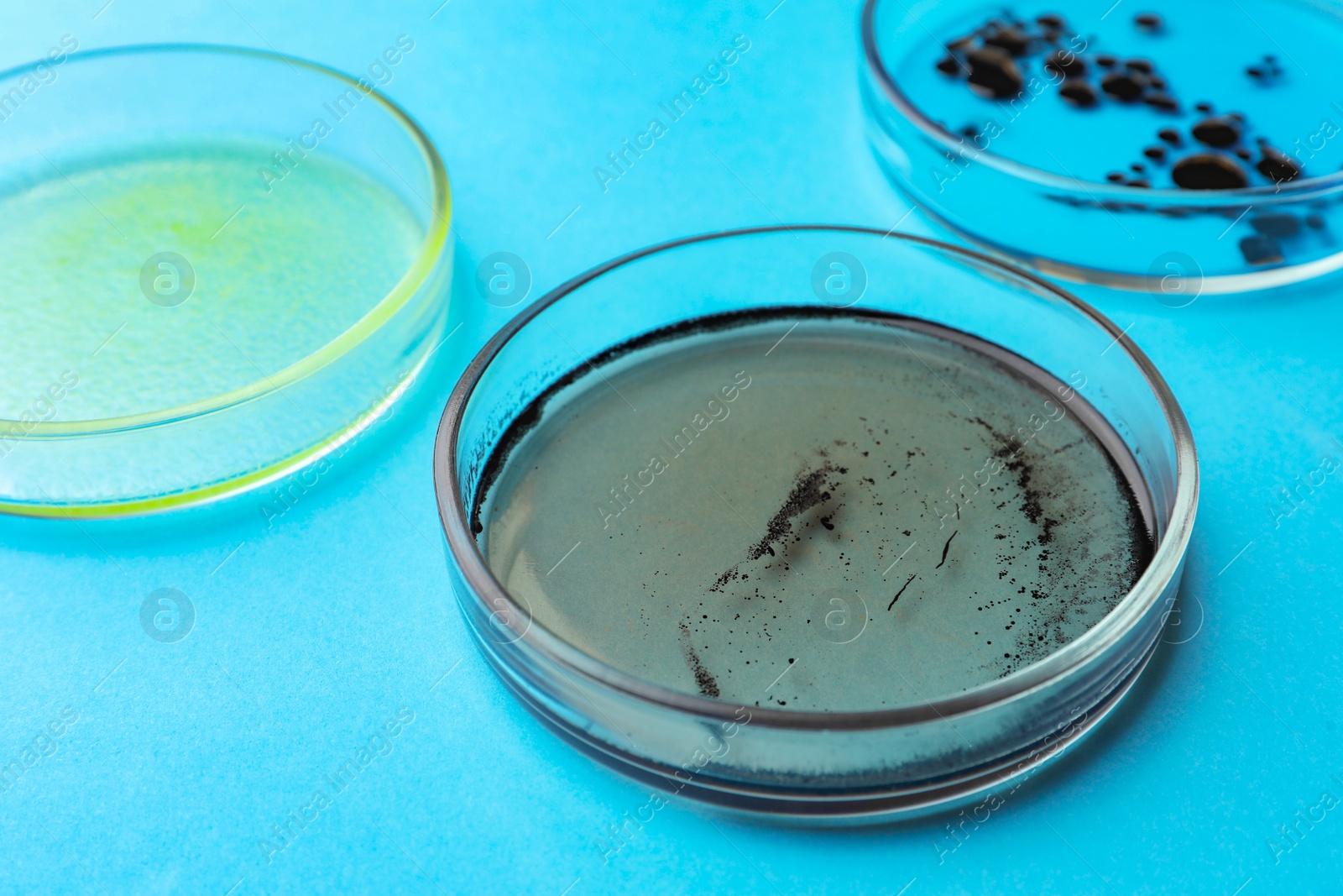 Photo of Petri dishes with different bacteria colonies on light blue background, closeup