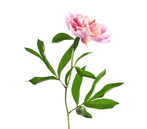 Photo of Beautiful fragrant peony flower on white  background