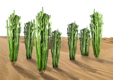 Image of Beautiful big cactuses growing in sand on white background