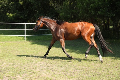 Photo of Bay horse in paddock on sunny day. Beautiful pet