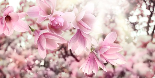 Image of Beautiful pink magnolia flowers outdoors, banner design. Amazing spring blossom