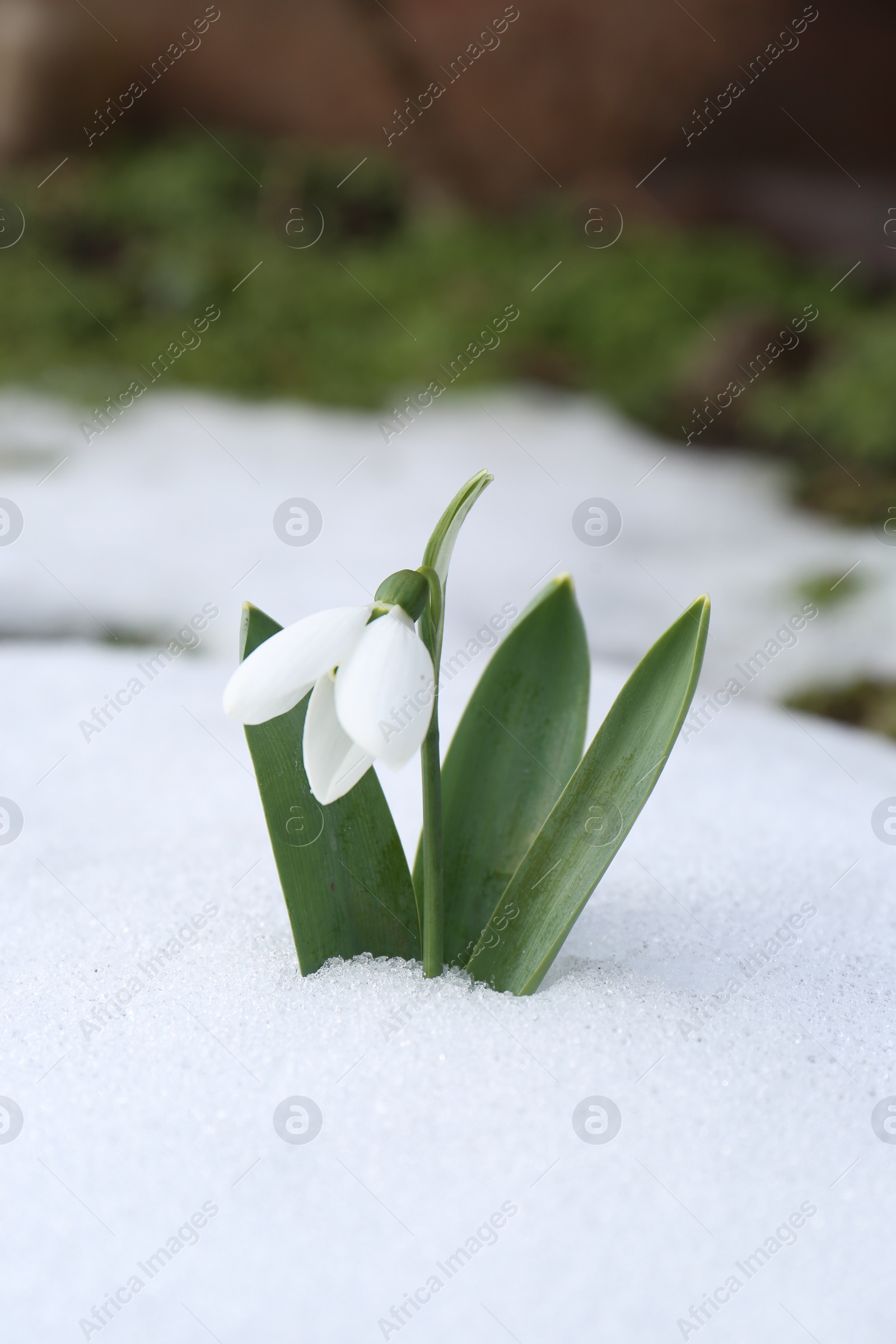 Photo of Beautiful blooming snowdrop growing in snow outdoors. Spring flowers