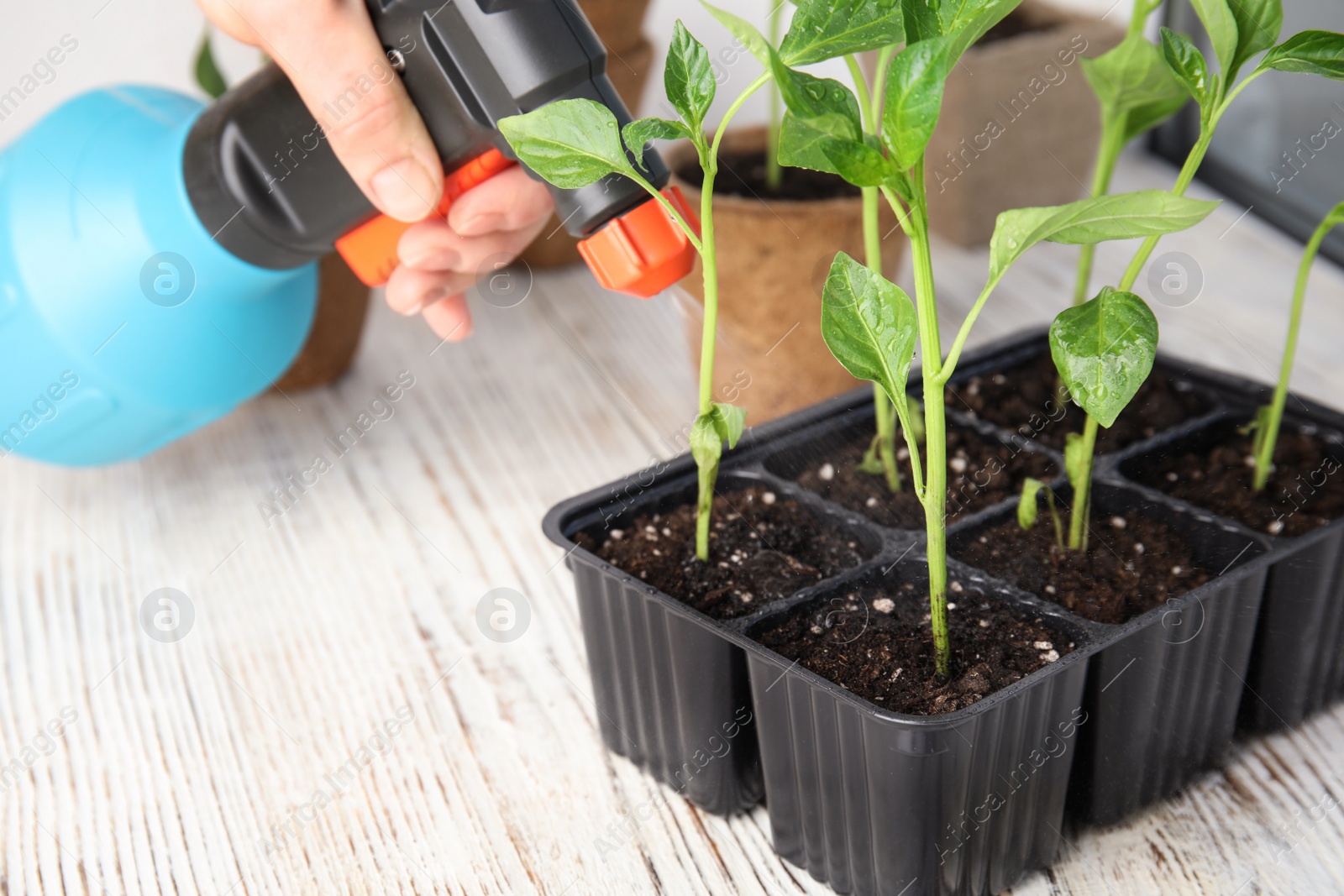 Photo of Woman spraying vegetable seedlings on wooden table, closeup