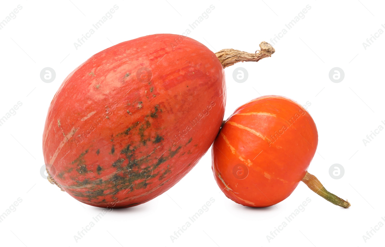 Photo of Two fresh orange pumpkins isolated on white