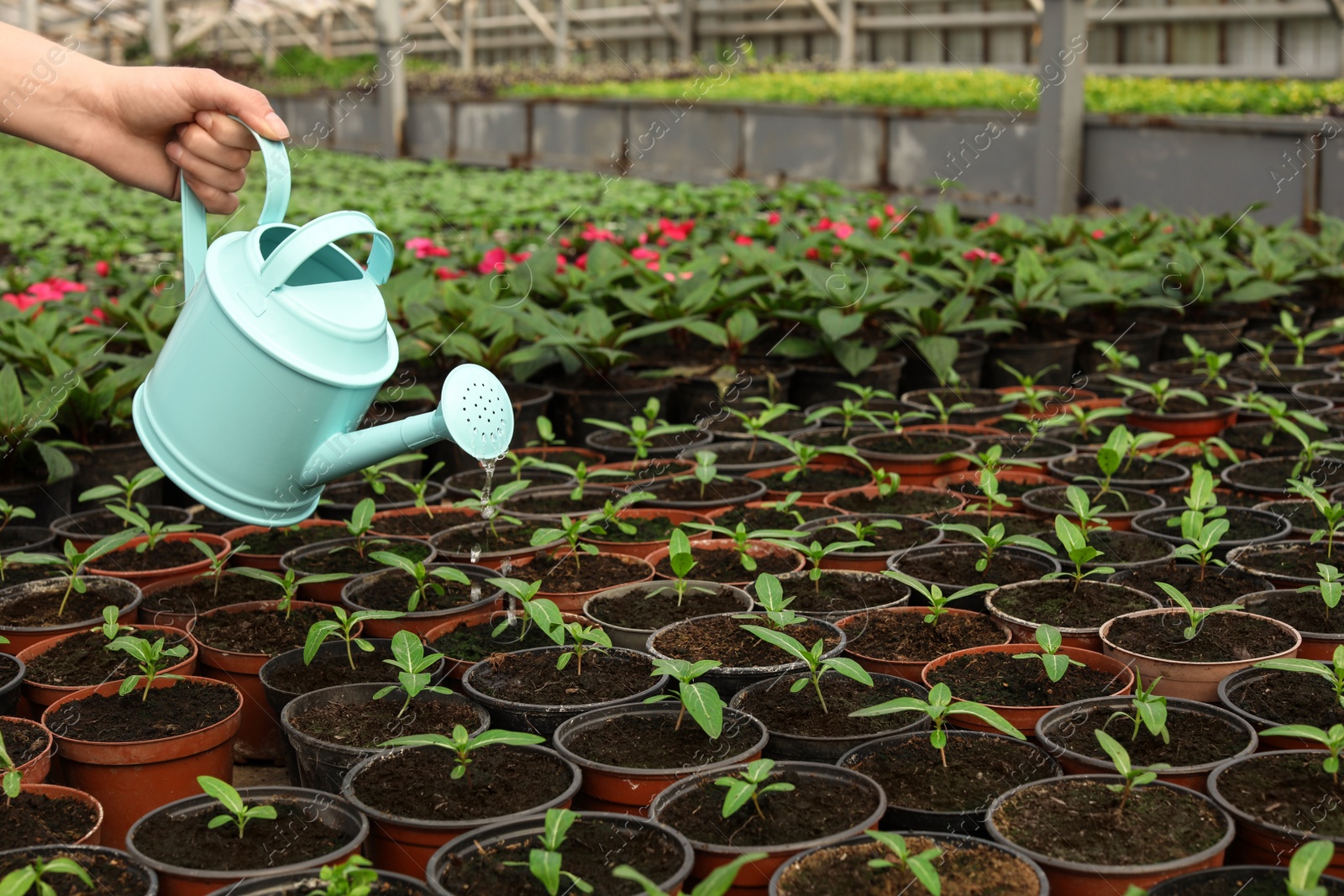 Photo of Woman watering fresh growing seedlings in greenhouse, closeup. Space for text