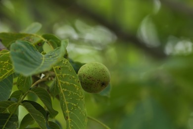 Photo of Green unripe walnuts growing on tree outdoors