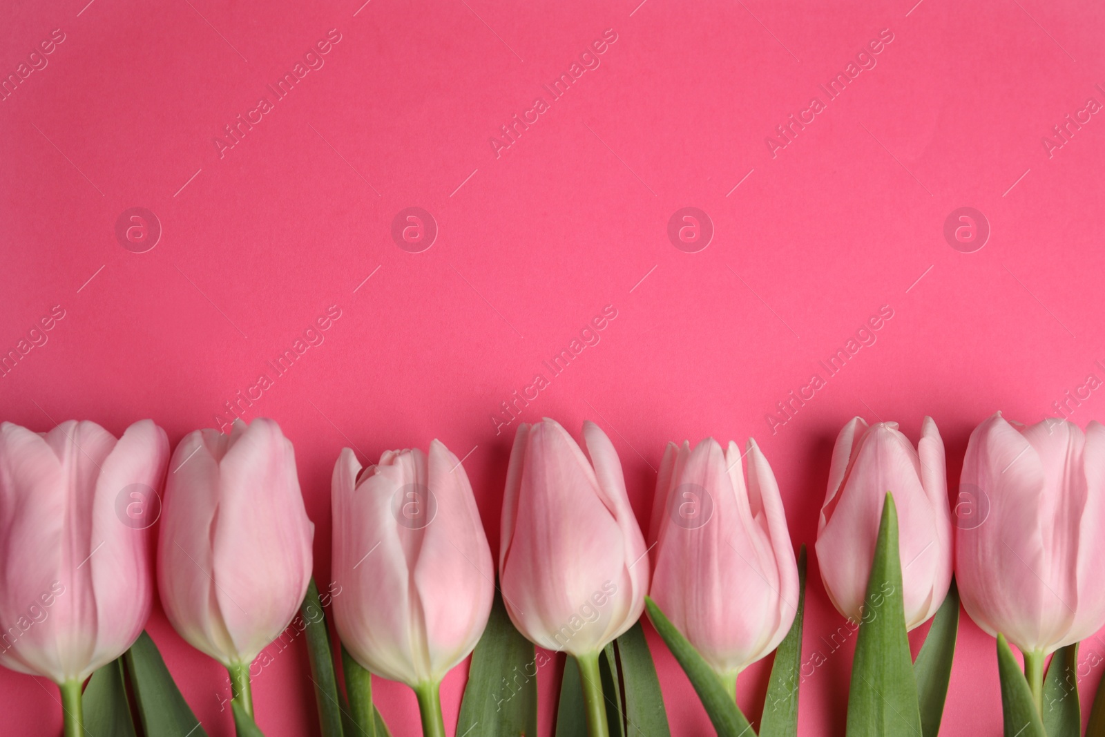 Photo of Beautiful spring tulips on pink background, flat lay. Space for text