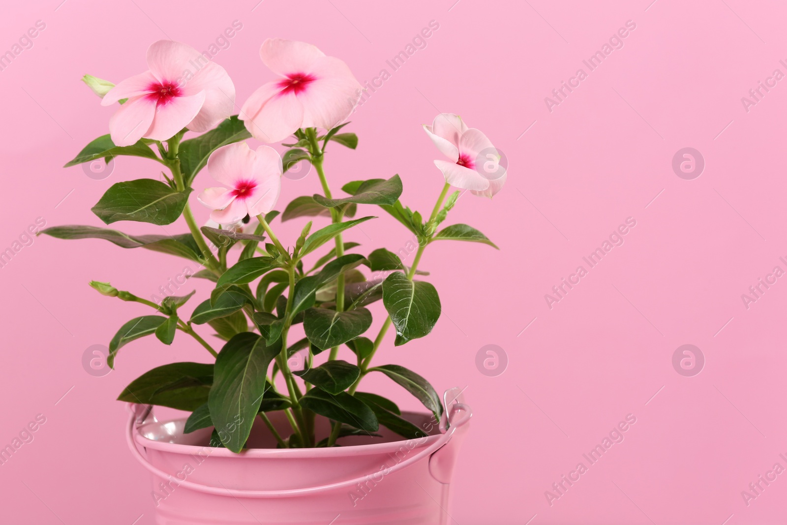 Photo of Catharanthus roseus in flower pot on pink background, closeup. Space for text