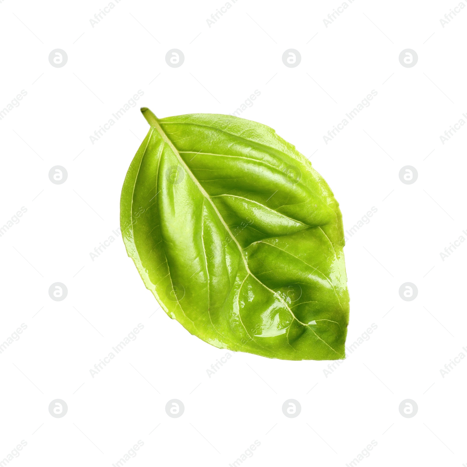 Photo of Fresh green basil leaf isolated on white