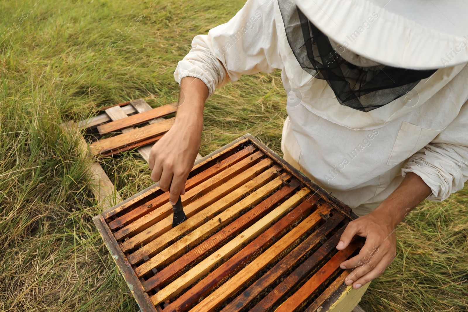Photo of Beekeeper in uniform taking honey frame from hive at apiary