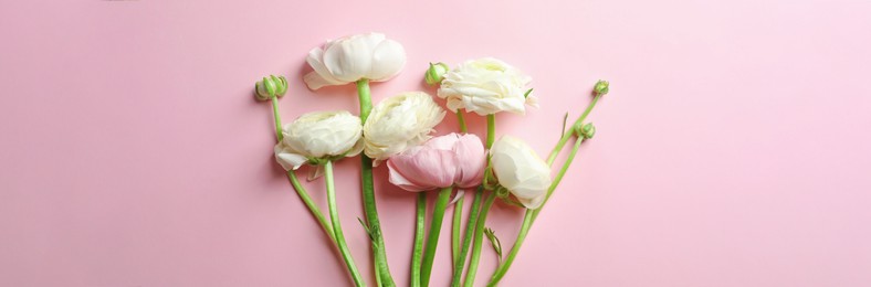 Image of Beautiful ranunculus flowers on pink background, top view. Banner design