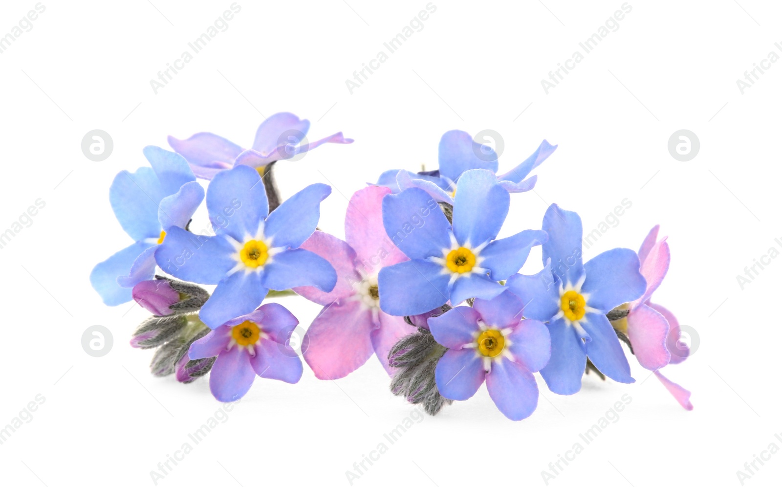 Photo of Amazing spring forget-me-not flowers on white background