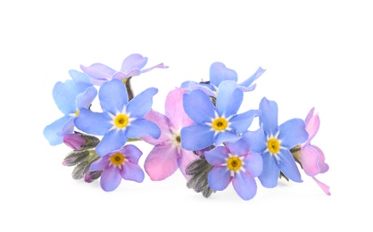 Amazing spring forget-me-not flowers on white background