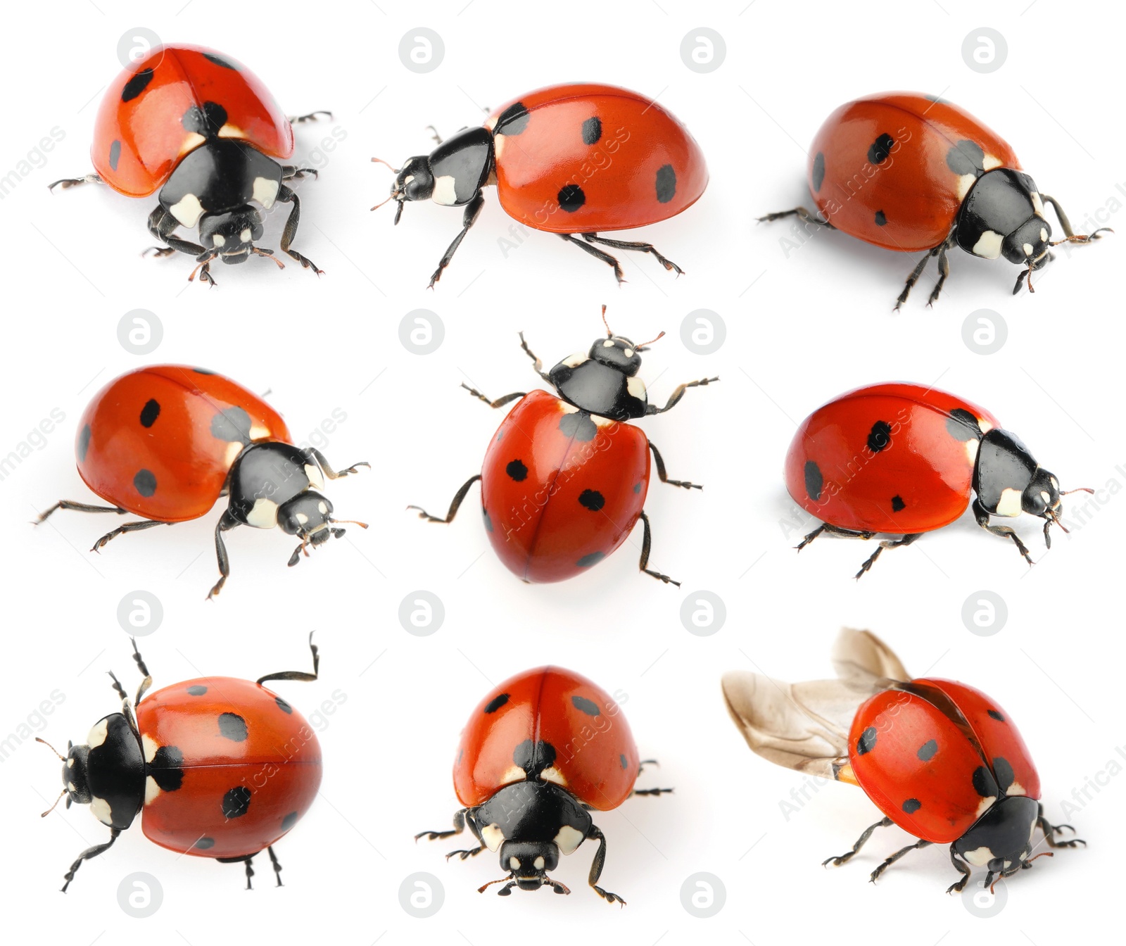 Image of Set with beautiful ladybugs on white background 