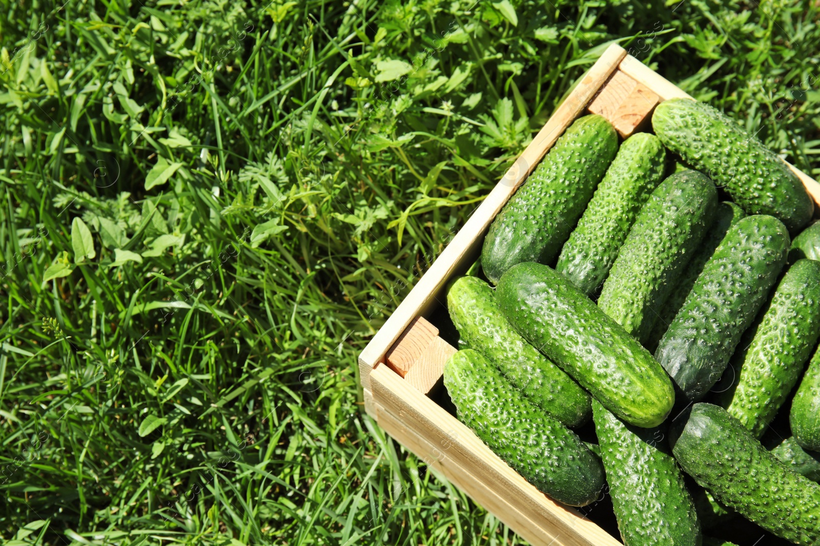 Photo of Wooden crate with ripe fresh cucumbers on green grass