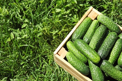 Photo of Wooden crate with ripe fresh cucumbers on green grass