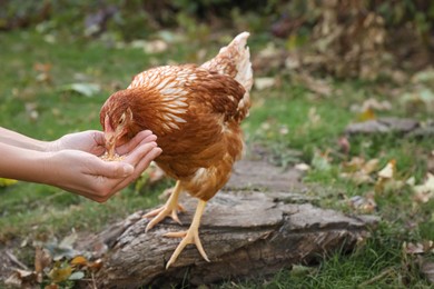 Photo of Woman feeding chicken in yard on farm, closeup. Domestic animal