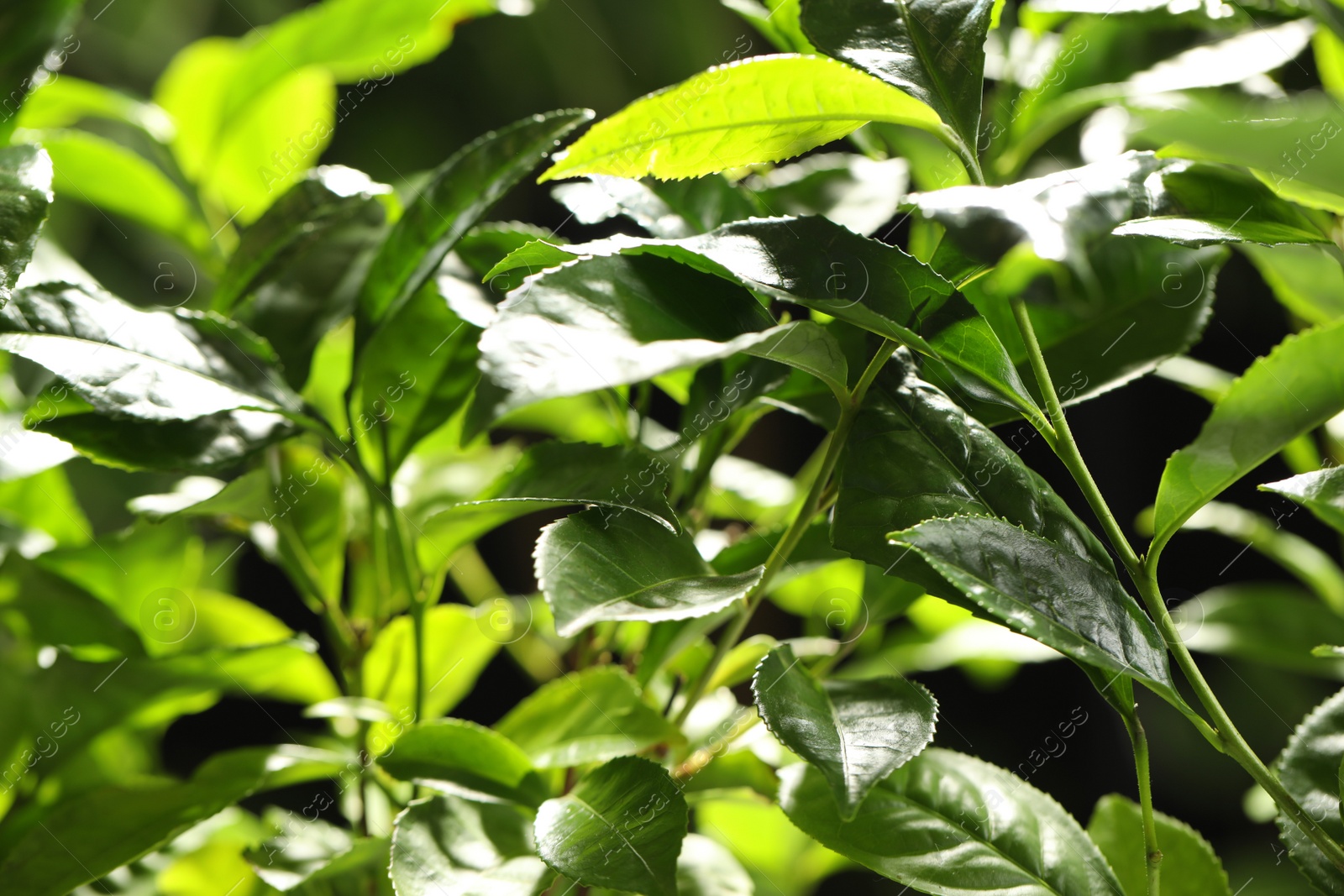 Photo of Closeup view of green tea plant against dark background