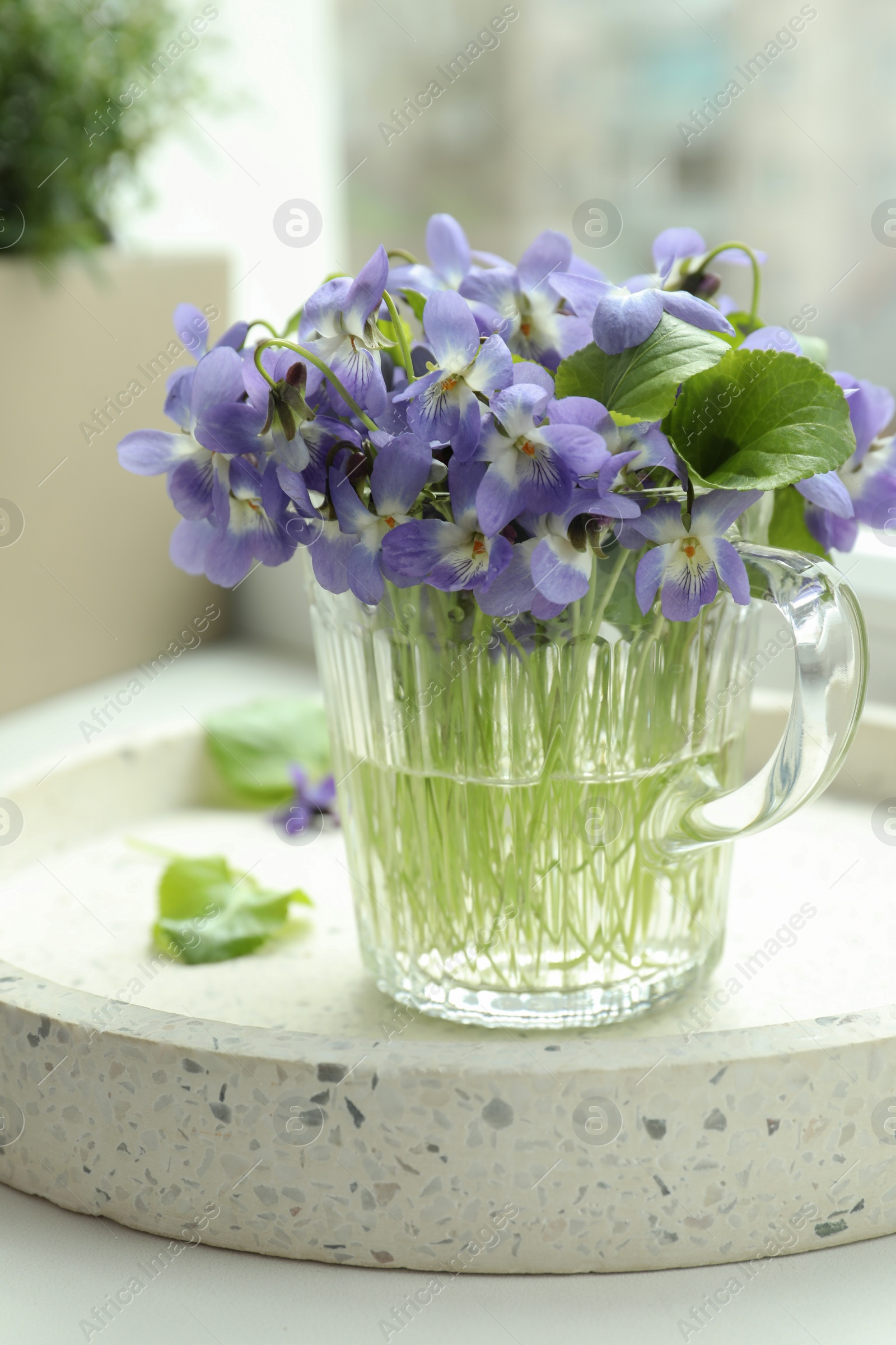 Photo of Beautiful wood violets in glass cup on window sill indoors. Spring flowers